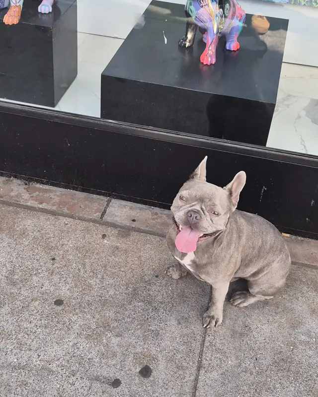Raja sitting on the pavement outside an art gallery window, tongue out