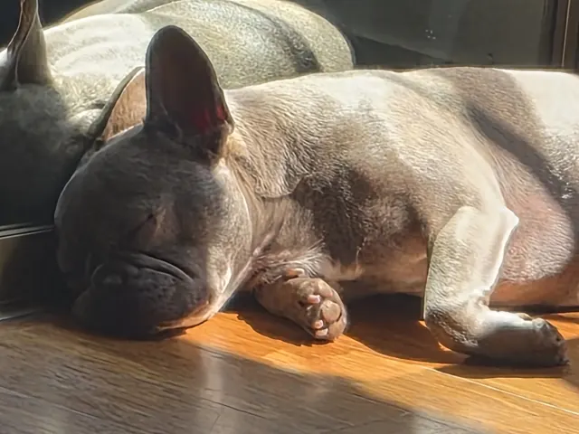 Raja asleep on a wooden floor in a patch of sunlight