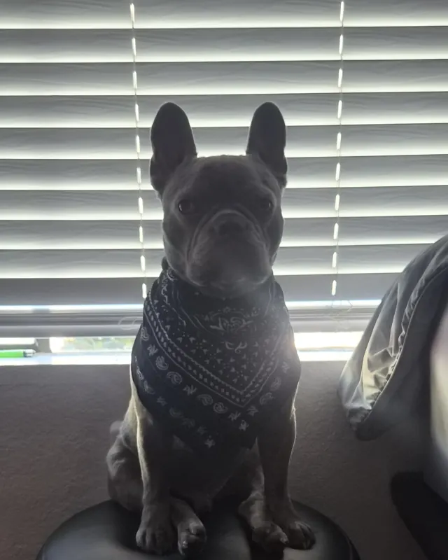 Raja sitting upright on a black stool wearing a dark bandana in front of window blinds
